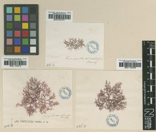 Ptilocladia vestita (Harv.) Woll. - BM001067829