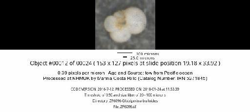 Globigerina bulloides Orbigny, 1826 - ZF6096-Globigerina-bulloides_obj00012_plane000.jpg
