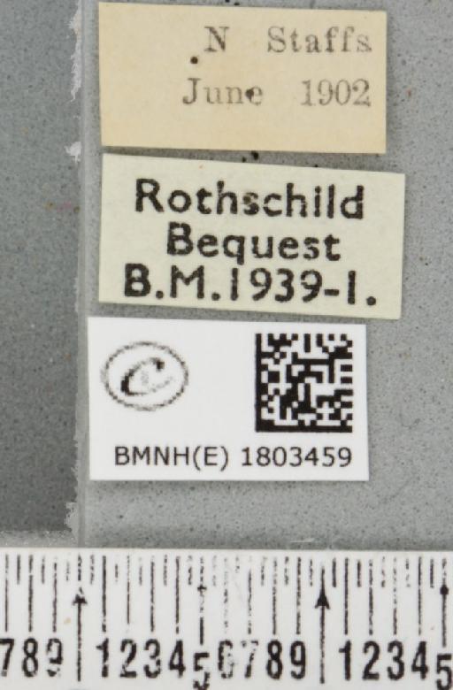 Pasiphila debiliata (Hübner, 1817) - BMNHE_1803459_label_378531