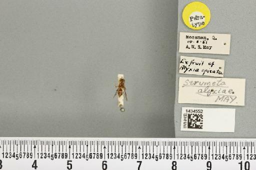 Bactrocera (Bactrocera) alyxiae (May, 1953) - BMNHE_1434552_28405