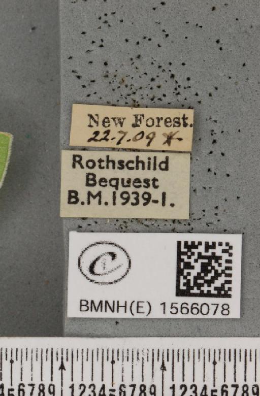 Bena bicolorana (Fuessly, 1775) - BMNHE_1566078_label_293226