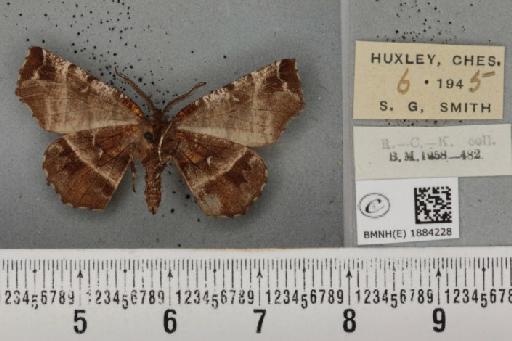 Selenia dentaria (Fabricius, 1775) - BMNHE_1884228_444533