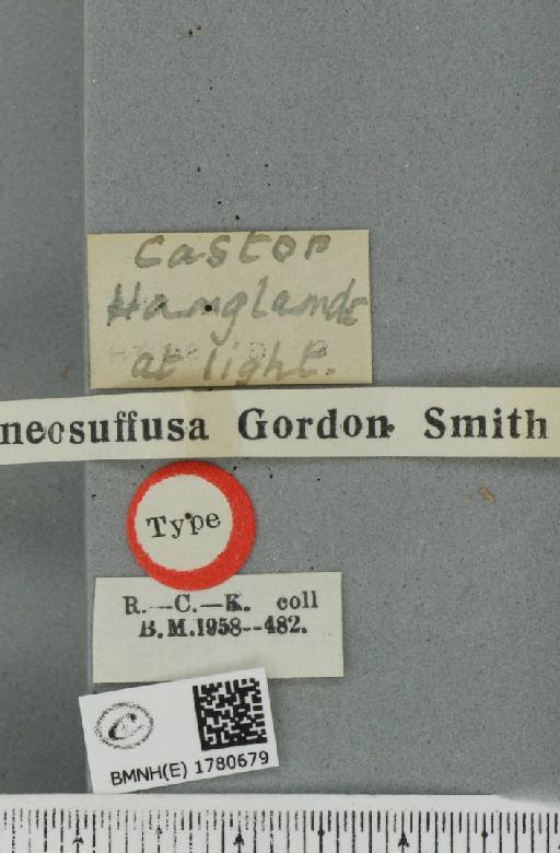 Triphosa dubitata ab. brunneosuffusa Smith, 1954 - BMNHE_1780679_a_label_366860