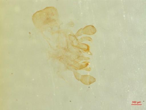 Galerucinae Latreille, 1802 - 010131554___9