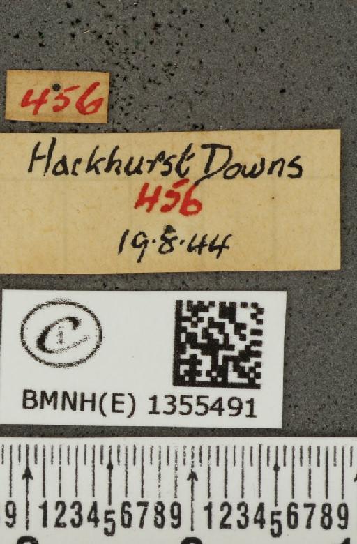 Hesperia comma (Linnaeus, 1758) - BMNHE_1355491_label_156855