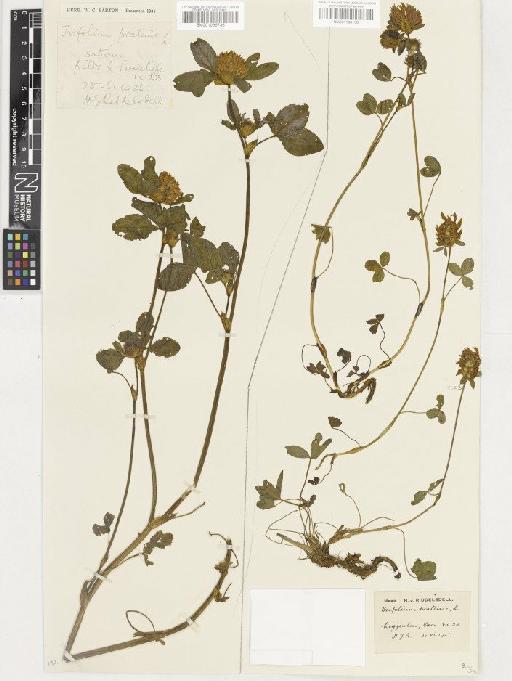 Trifolium pratense L. - BM001036736