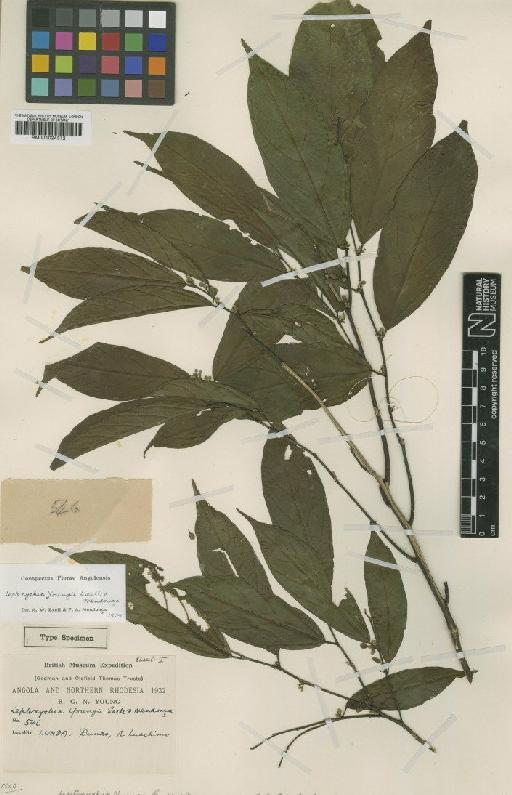 Leptonychia youngii Exell & Mendonça - BM001024312