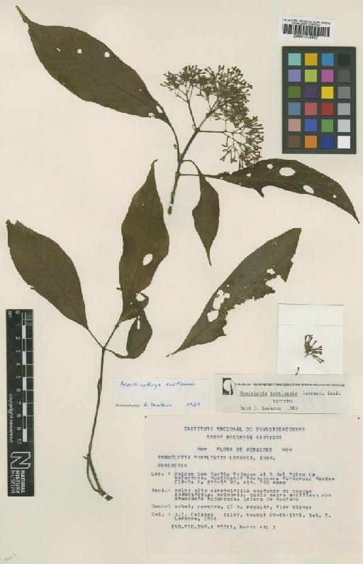 Rondeletia tuxtlensis Lorence & Cast.-Campos - BM001008852