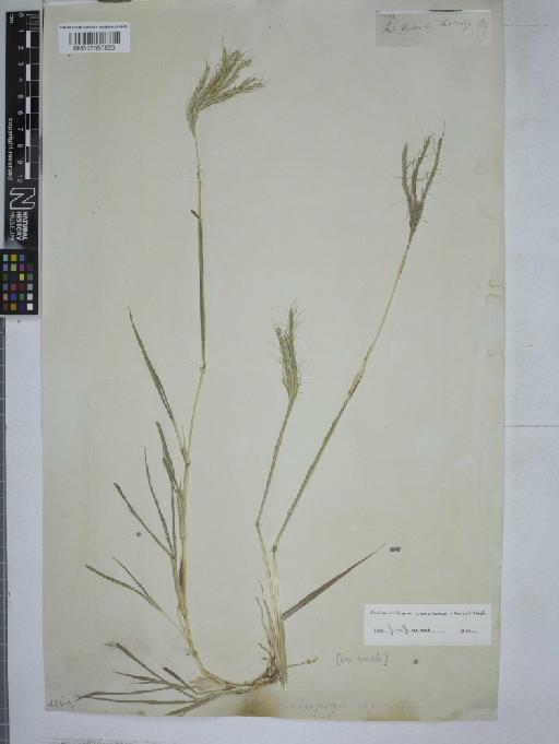 Dichanthium annulatum (Forssk.) Stapf - 012550833_1