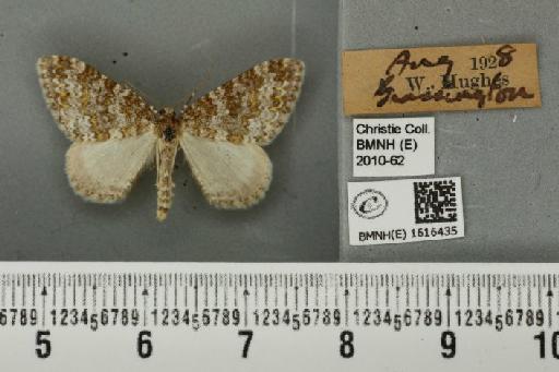 Entephria flavicinctata ruficinctata (Guenée, 1858) - BMNHE_1616435_318885