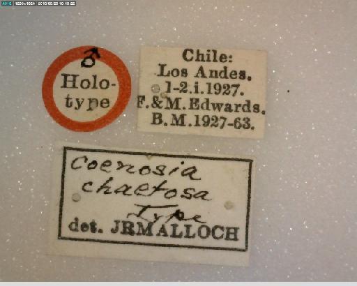 Coenosia chaetosa Malloch, 1934 - Coenosia chaetosa HT labels