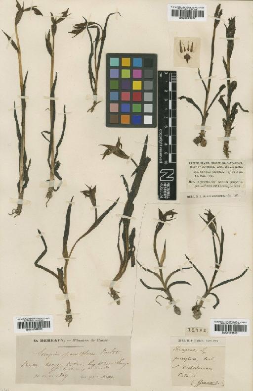 Serapias parviflora Parl. - BM001066561