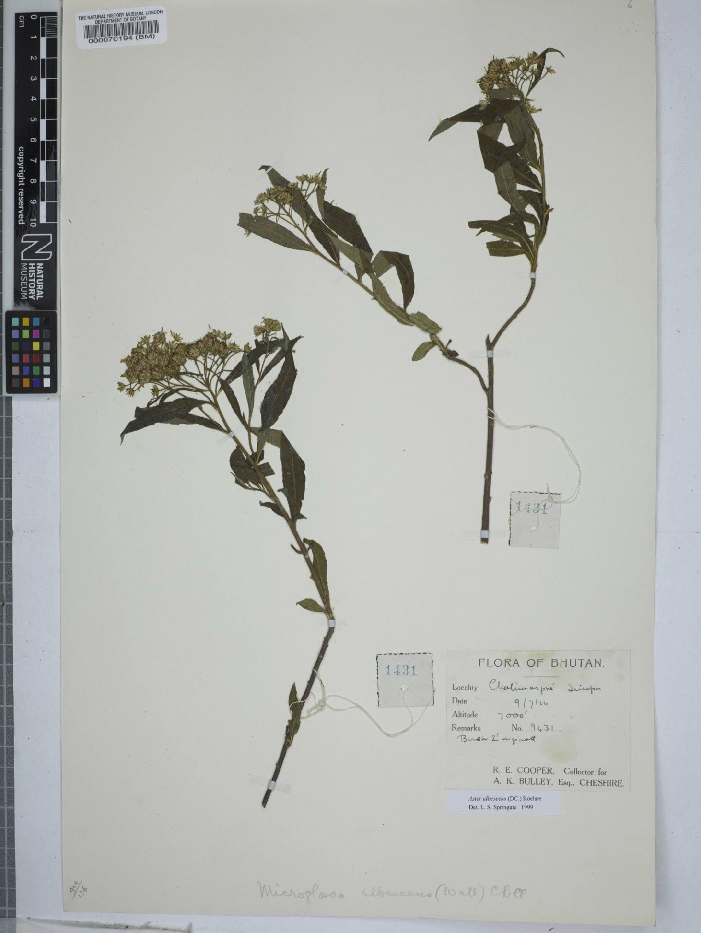 To NHMUK collection (Aster albescens (DC.) -Mazz; NHMUK:ecatalogue:9149733)