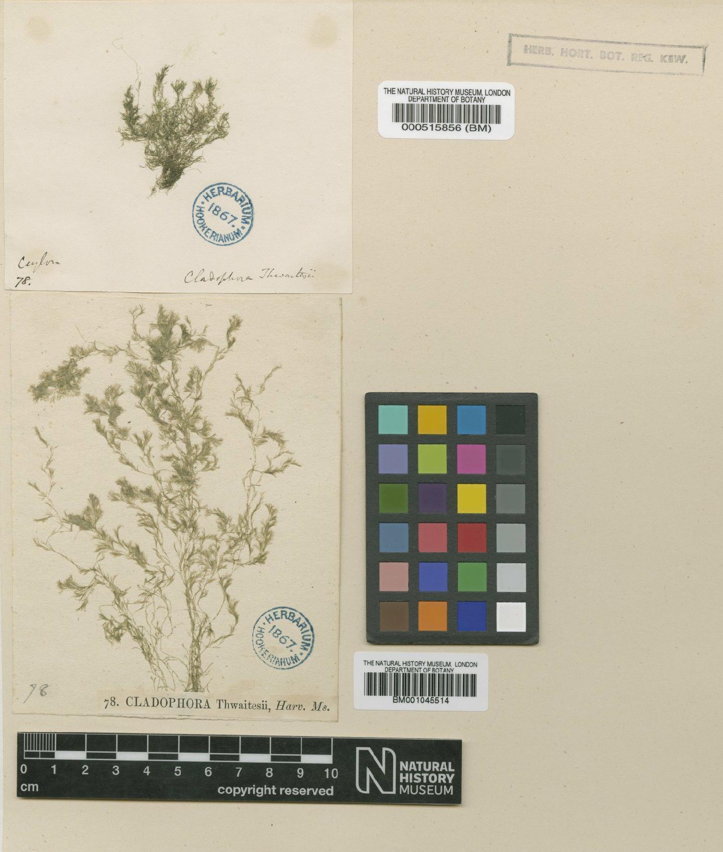 To NHMUK collection (Cladophora thwaitesii Harvey; Type; NHMUK:ecatalogue:738771)