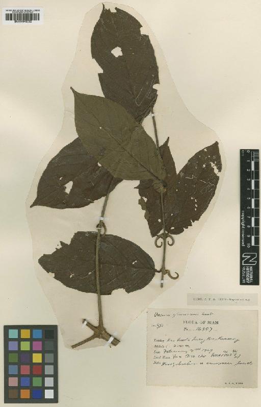 Uncaria cordata var. ferruginea (Lour.) Merr. & L.M.Perry - BM000945032