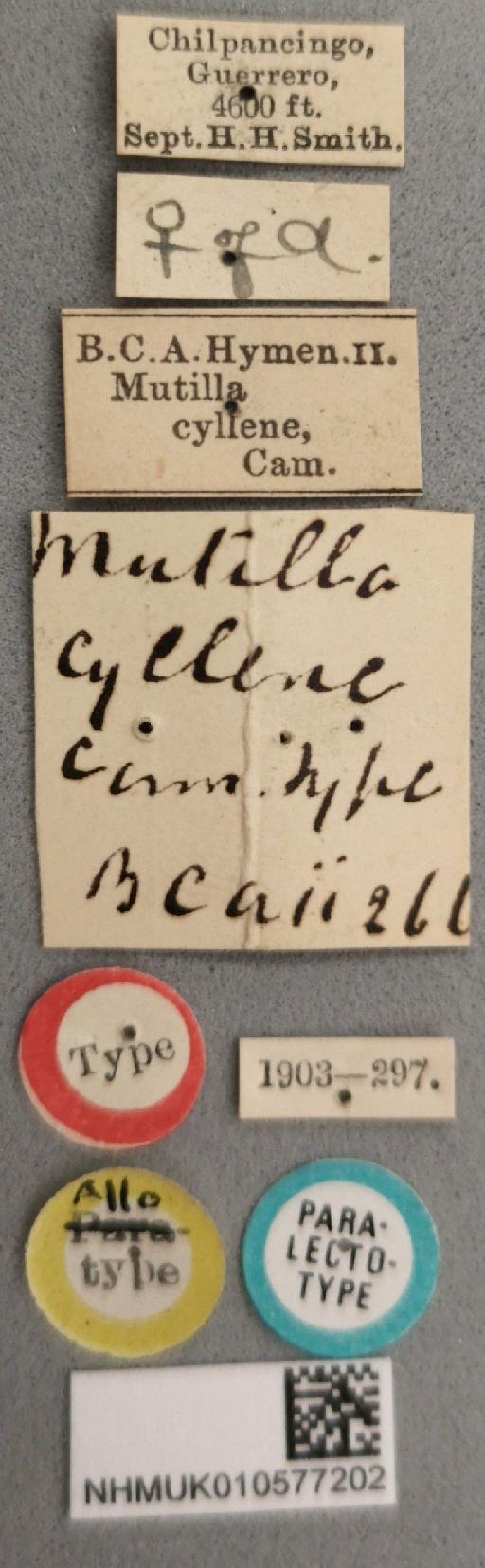 Mutilla cyllene Cameron, P., 1894 - 010577202_Mutilla_cyllene_PLT_labels