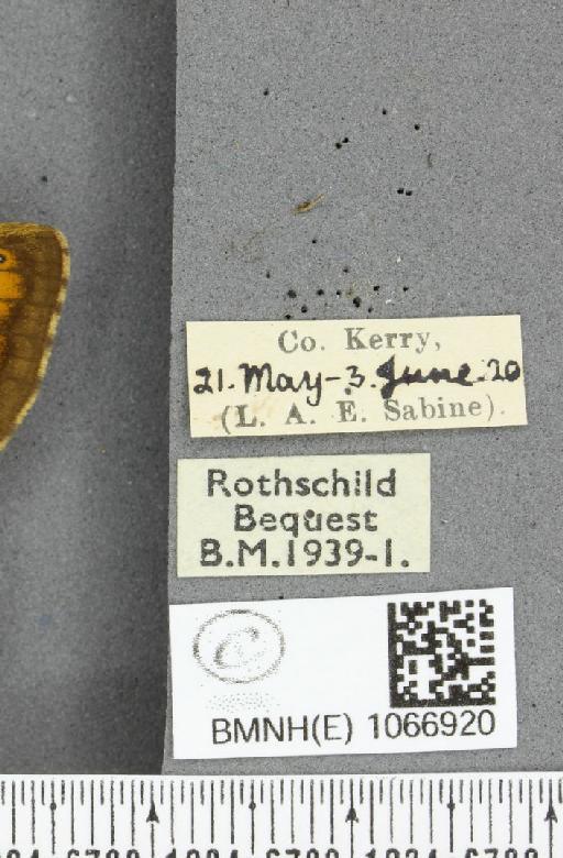Lasiommata megera ab. pallida Gillmer, 1908 - BMNHE_1066920_label_28607