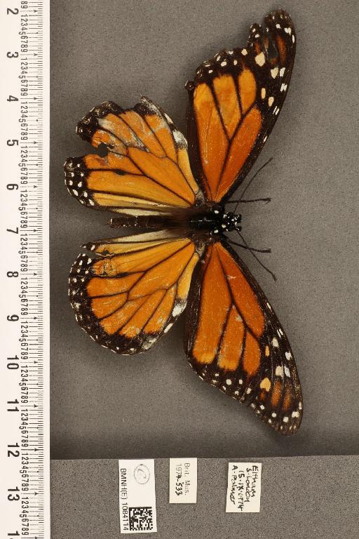 Danaus plexippus (Linnaeus, 1758) - BMNHE_1084114_53273