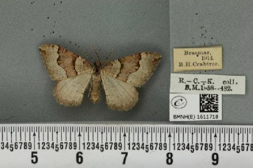 Xanthorhoe decoloraria decoloraria (Esper, 1806) - BMNHE_1611718_307925