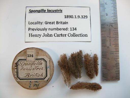 Spongilla lacustris (Linnaeus, 1759) - 1890.1.9.329 S lacustris  (1)