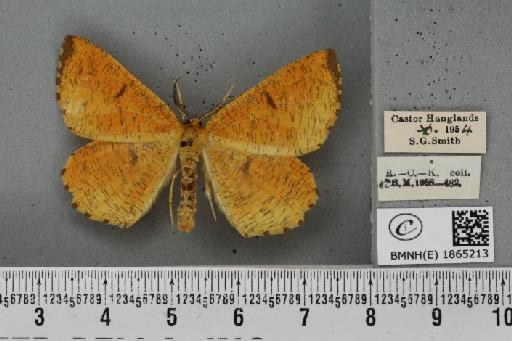 Angerona prunaria ab. fuscapicata Williams, 1947 - BMNHE_1865213_430801