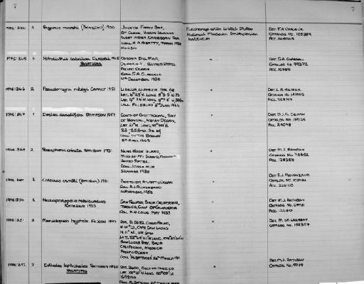 Collodes leptscheles subsection Heterotremata section Eubrachyura Rathbun, 1894 - Zoology Accessions Register: Crustacea: 1976 - 1984: page 7