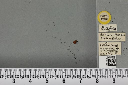 Melanagromyza acaciae Spencer, 1963 - BMNHE_1469082_a_44764