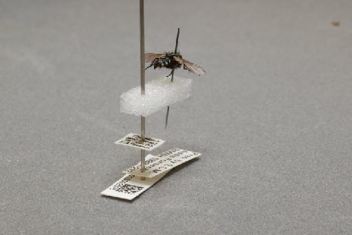 Sarcophaga (Myorhina) villeneuvei Boettcher, 1912 - 015092575_additional_1