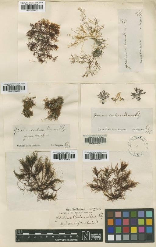 Gelidium caulacantheum J.Agardh - BM001038905