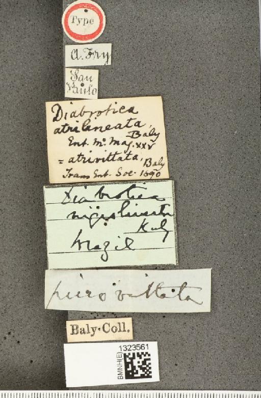 Diabrotica atrilineata Baly, 1889 - BMNHE_1323561_label_20369