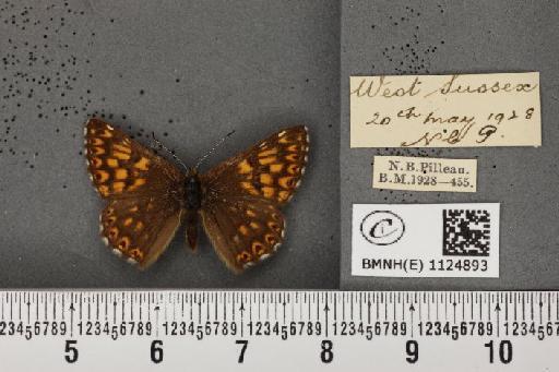 Hamearis lucina (Linnaeus, 1758) - BMNHE_1124893_80457