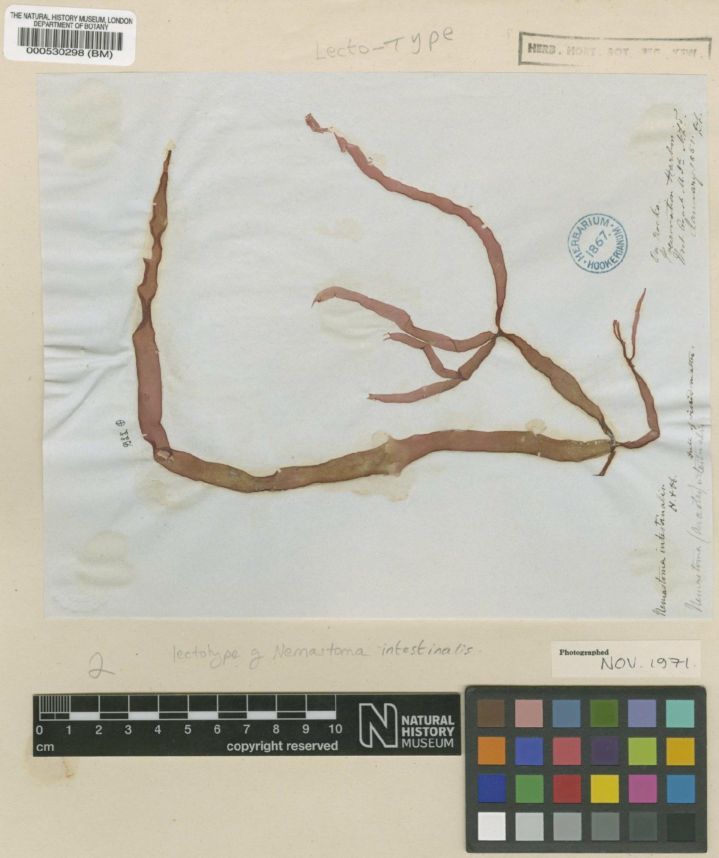 To NHMUK collection (Grateloupia intestinalis (Hook.f. & Harv.) Setch. & P.G.Parkinson; Lectotype; NHMUK:ecatalogue:4857589)