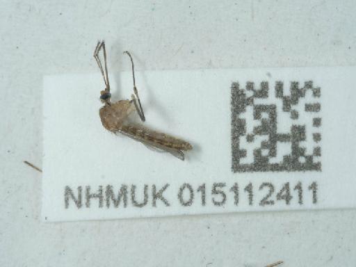 Culicidae Meigen, 1818 - 015112411_1