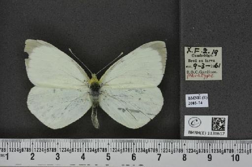 Pieris brassicae (Linnaeus, 1758) - BMNHE_1131617_97128