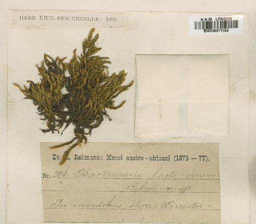 Breutelia substricta (Müll.Hal.) Magill - BM000871153