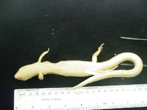 Eugongylus rufescens (Shaw, 1802) - Eugongylus rufescens type M.macrura 1946.8.13.73 013.JPG
