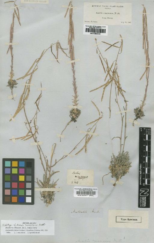 Boechera cobrensis (Jones) Dorn - BM000898055