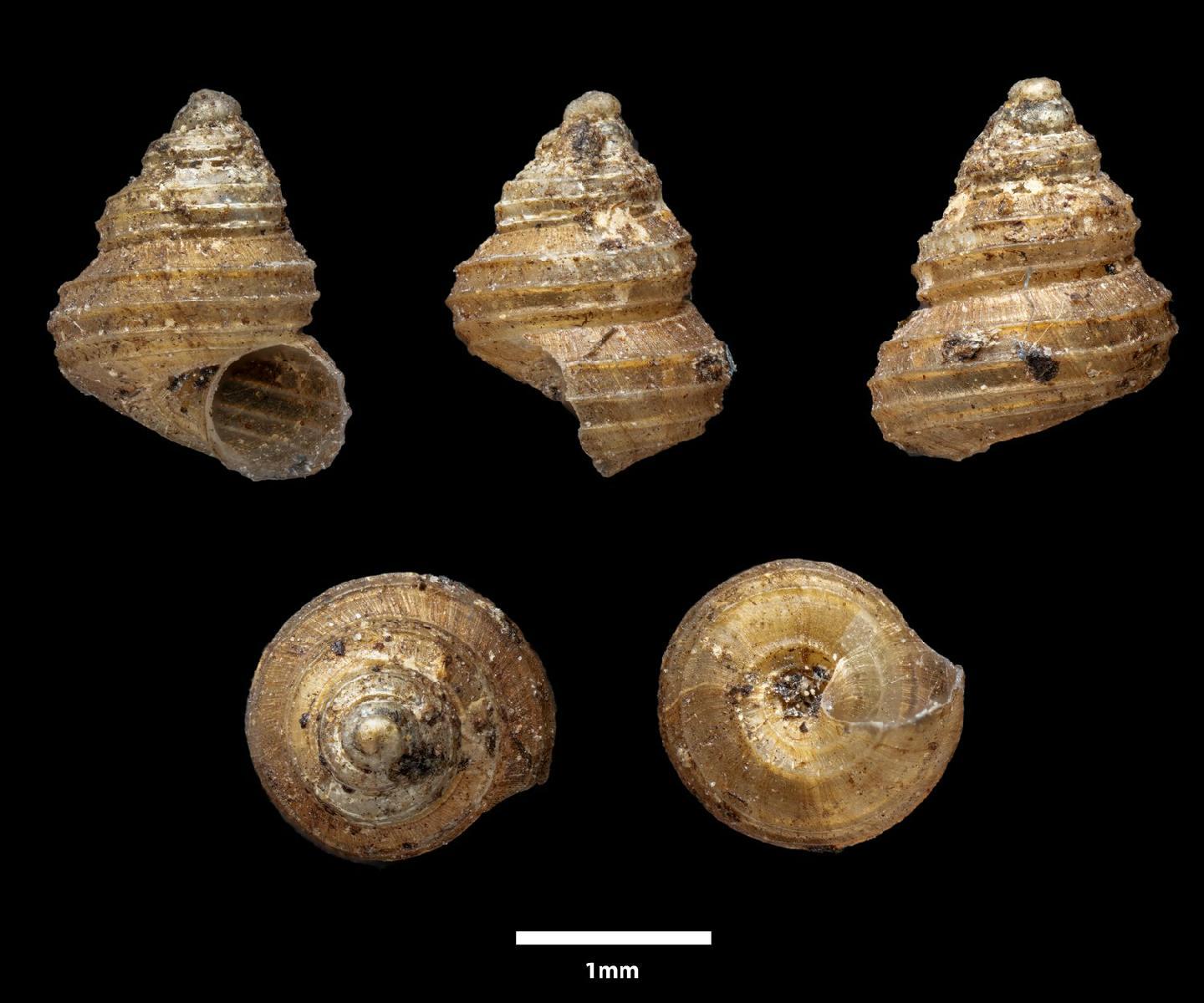 To NHMUK collection (Cyathopoma nevilli Godwin-Austen, 1876; SYNTYPE(S); NHMUK:ecatalogue:6479227)