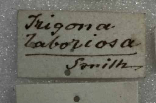Trigona laboriosa Smith, F., 1862 - Trigona_laboriosa-BMNH(E)970281- label4_0.8x