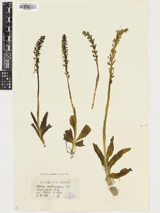 Orchis anthropophora (L.) All. - BM001057224