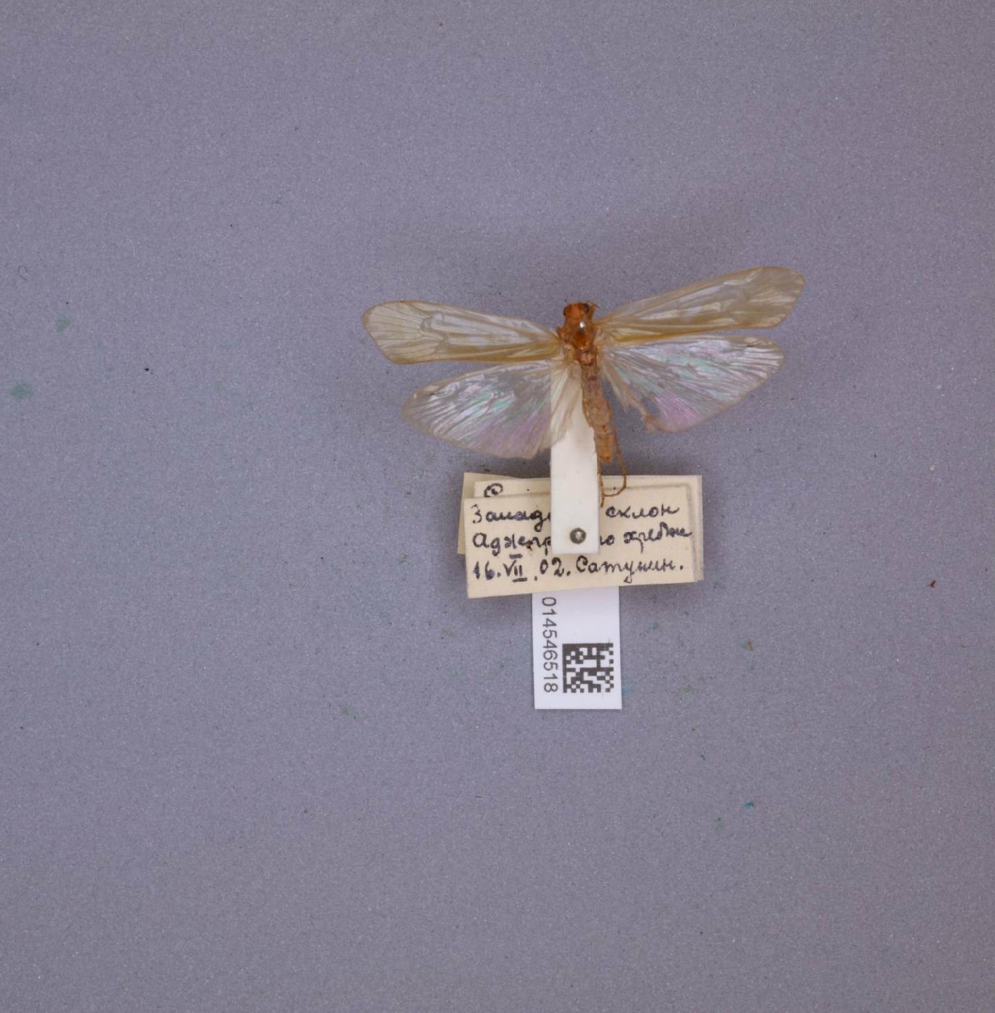 Limnephilus microdentatus