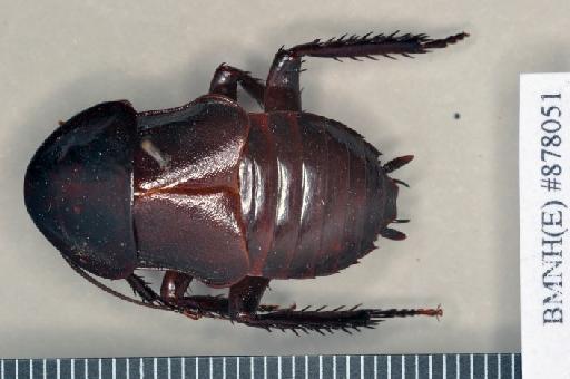 Pelmatosilpha antipoda Kirby, 1903 - Pelmatosilpha antipoda Kirby, 1903, male, lectotype, dorsal. Photographer: Heidi Hopkins. BMNH(E)#878051