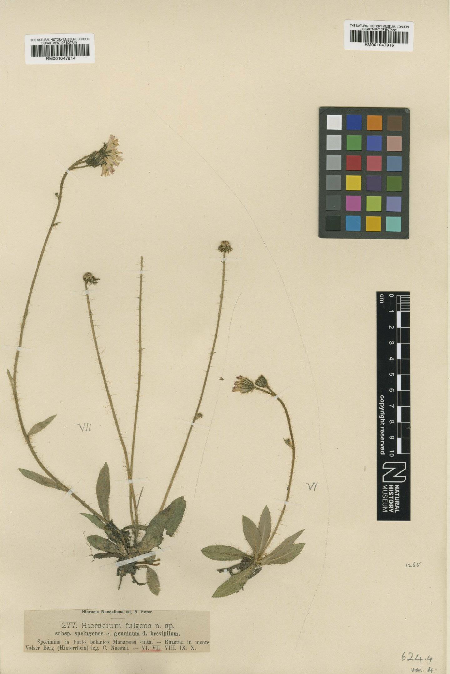 To NHMUK collection (Hieracium fulgens subsp. spelugense Nägeli & Peter; NHMUK:ecatalogue:2816572)