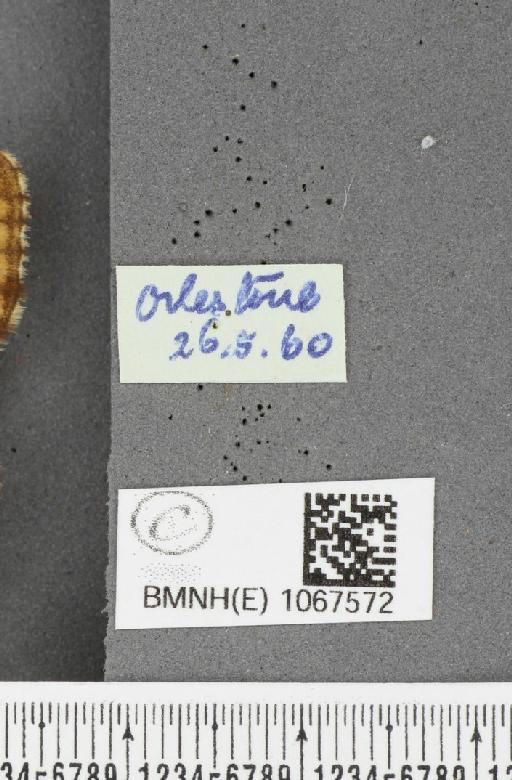 Lasiommata megera ab. biocellata Lempke, 1947 - BMNHE_1067572_label_33101