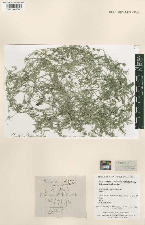 Chara vulgaris var. longibracteata (Kütz.) J.Groves & Bull.-Webst. - BM013411646.tif
