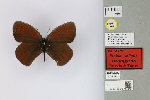 Erebia radians uzungyrus Churkin & Tuzov, 2000 - 012824420_Erebia_radians_uzungyrus_Churkin & Tuzov_2000_PT