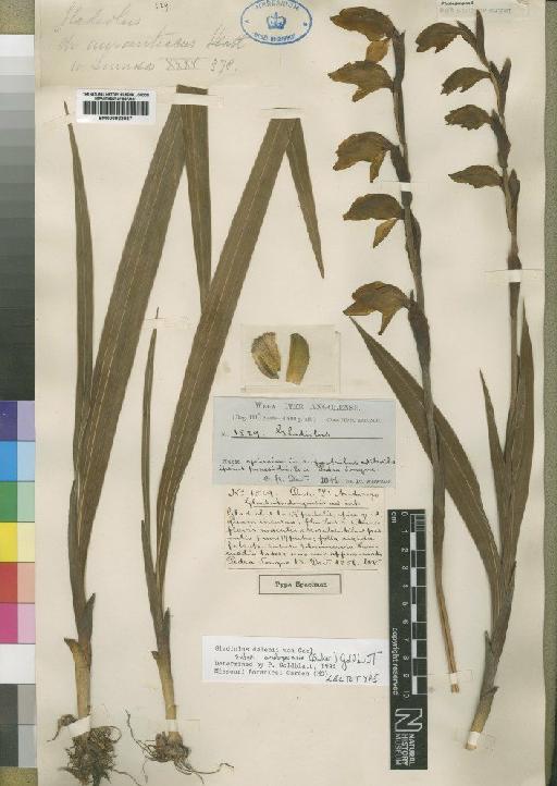 Gladiolus dalenii subsp. andongensis (Baker) Goldblatt - BM000922037