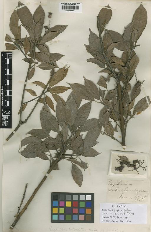 Euphorbia tetraptera Baker - BM000832477