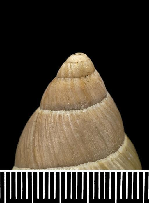 Bulimus thompsonii Pfeiffer, 1845 - 1975465, PARALECTOTYPES, Bulimus thompsonii Pfeiffer, 1845