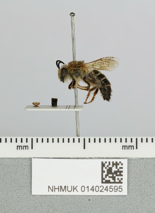 Colletes sordescens Cockerell, 1933 - 014024595__-